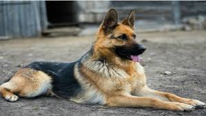 Sable, and black and tan. 7 Year Old Buddy 1st Dog To Test Positive For Covid 19 Dies In New York Oneindia News