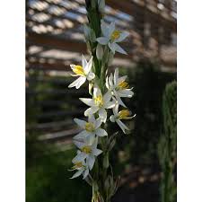 Image result for Chlorophytum bowkeri