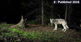 So en papa tak nak pergi la yer. Who S Afraid Of The Big Bad Wolf Scientist The New York Times