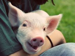 Using data from the 2017 usda census of agriculture, which was released this month, it is estimated that 70.4 percent of cows, 98.3 percent of pigs, 99.8 percent of turkeys, 98.2 percent of chickens raised for eggs, and. The Best Charities For Helping Animals Vox