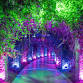Johnsonville Night Lights in the Garden