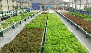 Build A Recirculating Deep Water Culture System