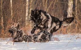 Black Timber Wolf Photographed At A Wildlife Reserve In Northern Minnesota My Name Is Conrad Tan I Currently Reside Black Wolf Wolf Photography Wolf Dog
