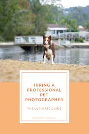 Pet photography jobs near me. The Ultimate Guide To Hiring A Professional Pet Photographer Sydney Pet Photographer Pawtastic Photography