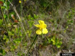 Image result for Xyris capensis