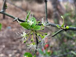 Image result for Maerua