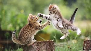 Bonjour les chats de mes voisins viennent gratter et faire des trous dans mon jardin connaissez vous un repulsif naturel j'ai achete des . Comparatif Repulsif Chat Avis Test Solution Pour Les Faire Fuir