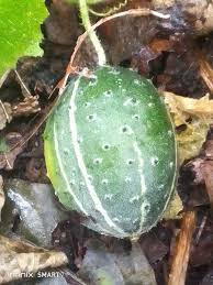 Image result for Cucumis sacleuxii