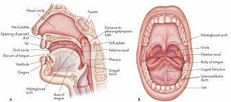 Pin On Fp Protesis Dental