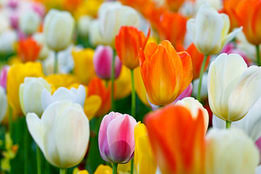 Maybe you would like to learn more about one of these? Antique Definition Of Antique By Merriam Webster