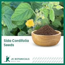 Image result for Sida cordifolia