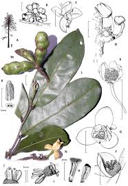 Image result for Rytigynia sp. M