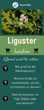 Im blumenkasten kannst du gut z.b krokusse oder mininarzissen pflanzen, natürlich ist es dafür jetzt zu spät. Liguster Experten Tipps Zum Pflanzen Schneiden Co Plantura Liguster Pflanzen Liguster Pflanzen