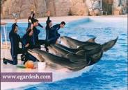Image result for ‫پارک دلفین های کیش‬‎