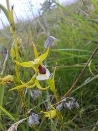 Image result for Neobolusia