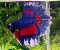 H22 Us Red White Blue Multicolor Halfmoon Hm Male Betta Splendens Live Fish Betta Fish Betta Fish
