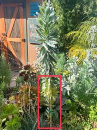 Image result for Leucadendron argenteum