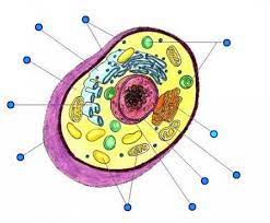Let us look at animal cell parts and functions, using diagrams and illustrations. Animal Cell Label The Parts