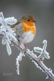Also Sehr Hubsch Robin Rotbrust Ausgestopftes Tier Natur Tiere Vogel Als Haustiere