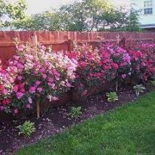 47 Amazing Rose Garden Ideas On This Year Matchness Com Rose Garden Landscape Landscaping Along Fence Rose Garden Design