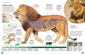 Lion Digestive System Diagram Digestive System Lions 101 Lion Anatomy Drawing Step By Step Safari Animals Lion Anatomy Pet Tiger Lion Anatomy Safari Animals