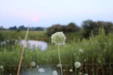 Foraging, Seasonal, & Wildflower Design