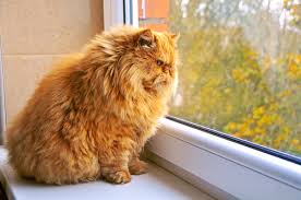 Kedi Depresyonu Hakkinda Bilmeniz Gereken 14 Onemli Sey Listelist Com