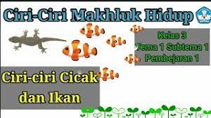 Untuk mengetahui budidaya pembesaran, silahkan baca artikel panduan lengkap budidaya ikan mas. Ciri Ciri Makhluk Hidup Yang Dimiliki Cicak Dan Ikan Kelas 3 Tema 1 Subtema 1 Pb 1 Youtube