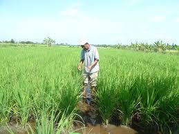 Dasar teori, konsep operasional dan implementasinya di sektor pertanian. Anim Agro Technology Padi Siapa Dibelakangnya