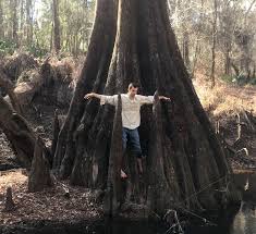 The native florida cypress trees are deciduous conifers that grow in swampy areas. The Daily Bucket Florida S Champion Bald Cypress Trees