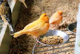 Maybe you would like to learn more about one of these? Analisa Cara Beternak Burung Kenari Dan Keuntungannya