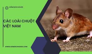 Có bao nhiêu loài chuột? các loài chuột phổ biết ở Việt Nam