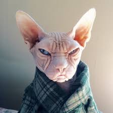 17 Lessons Cats Taught Us About Menswear Hairless Cat Cute Animals Cats