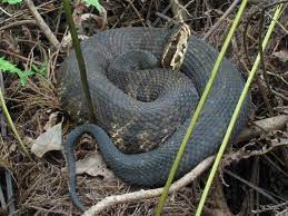 The Water Moccasin Or Cottonmouth Snake Water Moccasin Snake Snake Rattlesnake Bites