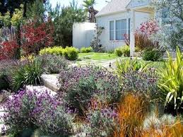 Spanish Lavender Libertia Peregrinans New Zealand Flax Yellow Wave Kangaroo Paw Big Red Front Yard Landscaping Low Water Gardening Landscape Design