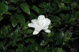 So, after doing a lot of gardening with them and doing some there are many varieties of gardenias that can be good based on what hardiness zone you plan to plant them in. Jubilation Gardenia Calloway S Nursery