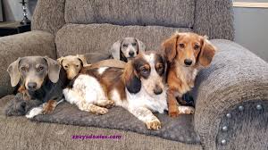 Reed's mini dachshunds in florida offers miniature dachshund puppies for sale. Zoeys Doxies Dachshund Puppies For Sale