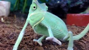 What temperature does your snake prefer? Baby Chameleons Bearded Dragons And Snakes At Petco Youtube