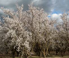 1 agricultural commodity in the region. Hiking Parks Zoos Museums Merced County Events
