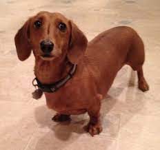 Black, red (from strawberry blond to deep auburn), chocolate (brown), isabella (tan or fawn), cream (blond with no. Dog For Adoption Charlie A Dachshund In Morrisville Pa Petfinder