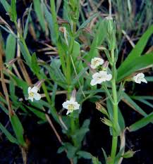 Image result for Mimulus gracilis