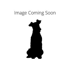 Border Collie Puppies Petland Jacksonville Florida