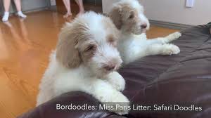 The aussiedoodle puppy incredibly easy to train, and they learn what you want very quickly. Bordoodles