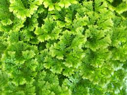 Image result for Selaginella congoensis
