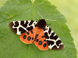 Black And Red Furry Caterpillar Uk Home Page Butterfly Conservation In 2020 Tiger Moth Butterfly Conservation Moth