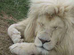 Sleeping White Lion By Karl Kruger White Lion Lion Animals