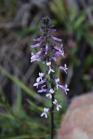 Image result for Cyphia