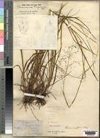 Image result for Panicum graciliflorum