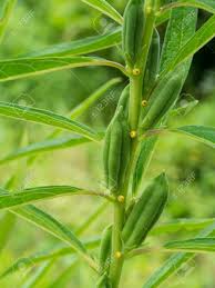 Image result for Sesamum calycinum