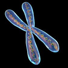 Chromosome 3d Model Chromosome Model 3d Model